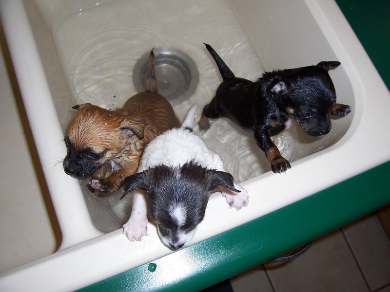 toiletteur-VINS SUR CARAMY-min_bath-time-1111748_1280